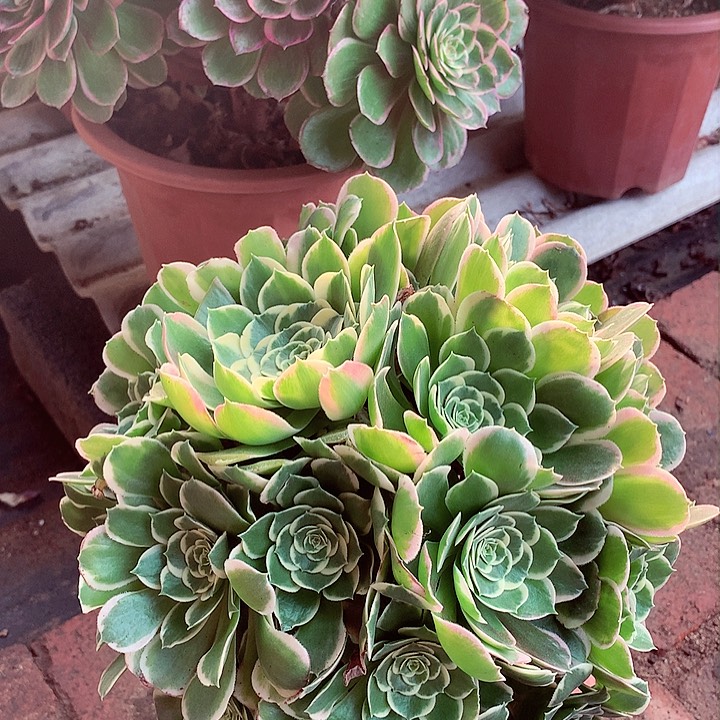 白凤捧花，两单包邮