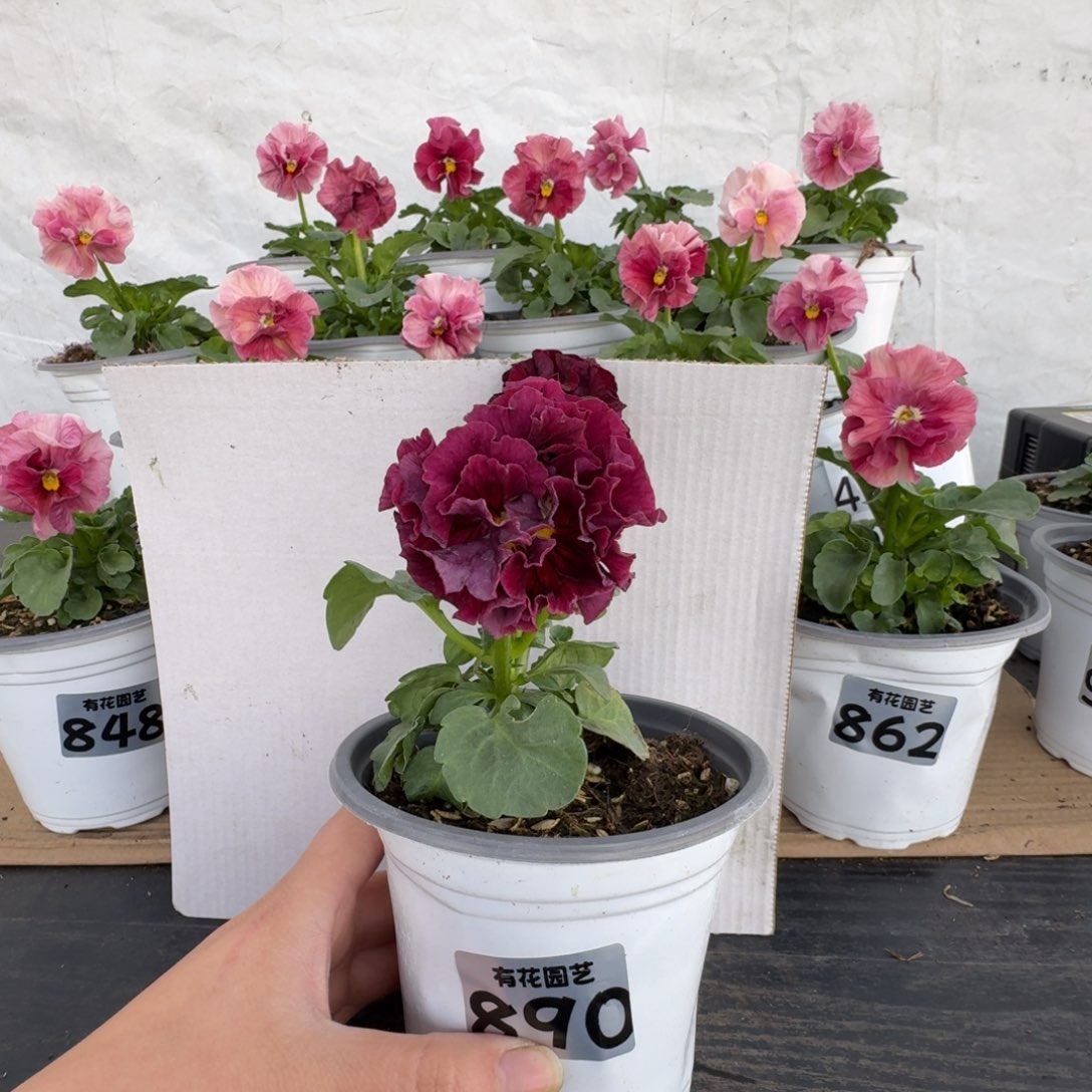 全部花朵890号角堇