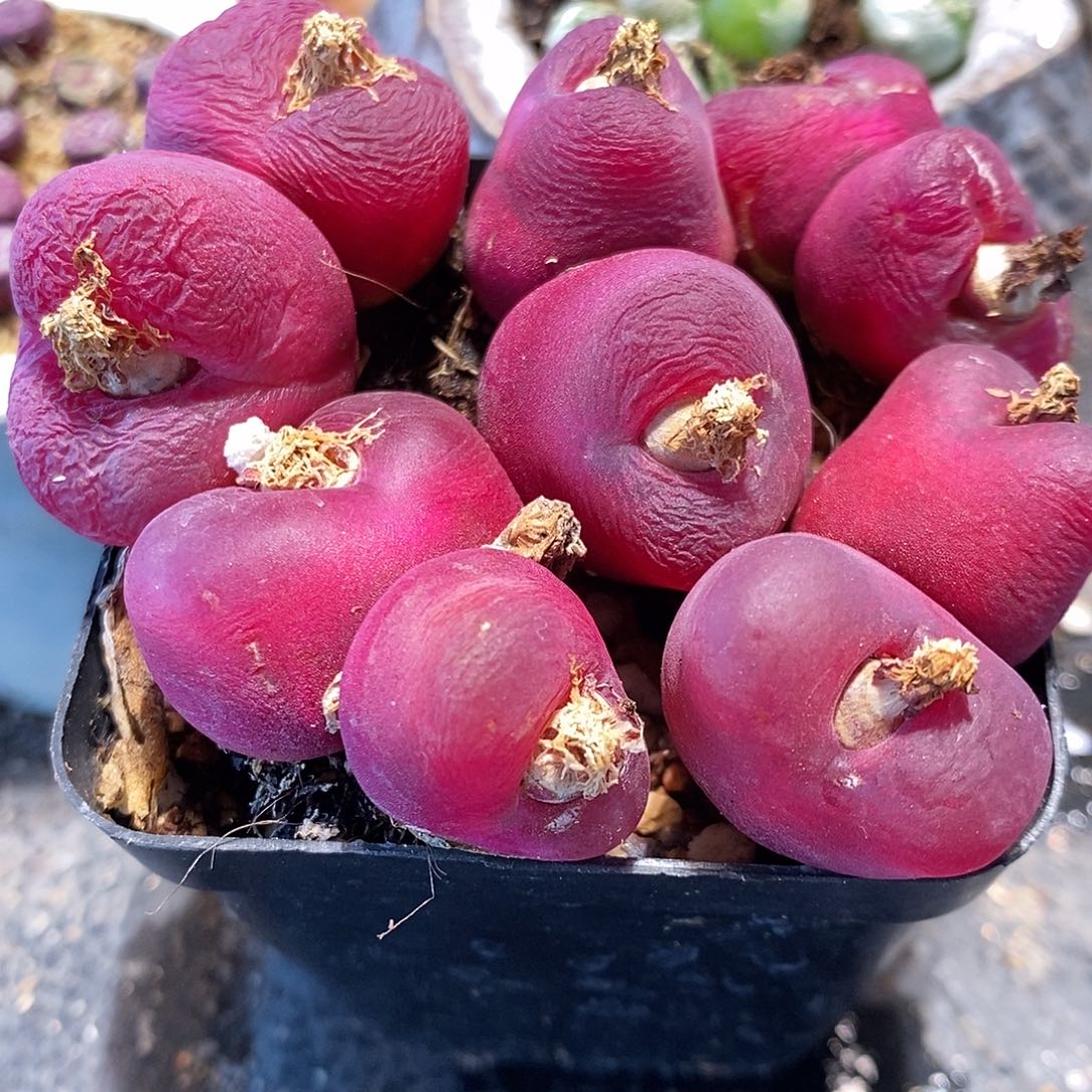 大红双头桃子一颗。    