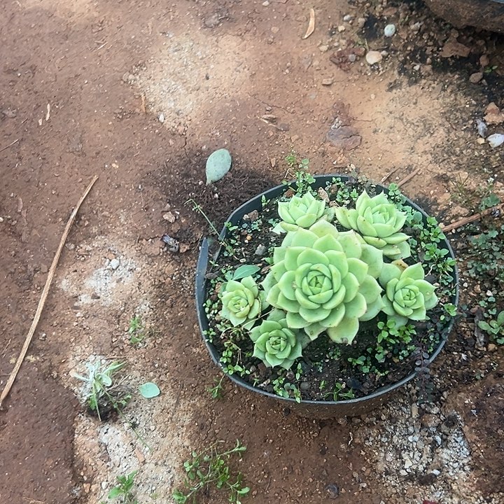 番***茄多肉植物实物直播实物360