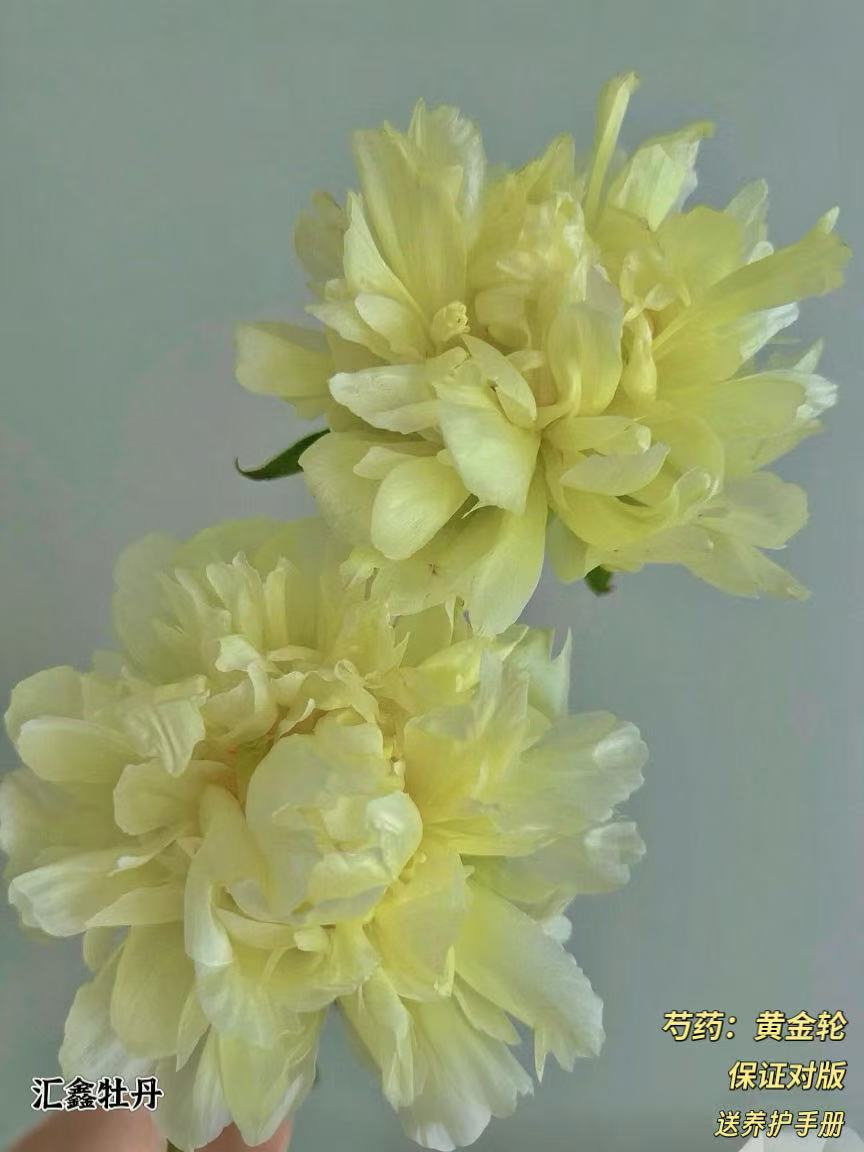 【黄金轮】黄色系山东菏泽基地直发适宜地栽盆栽庭院种植观赏植物