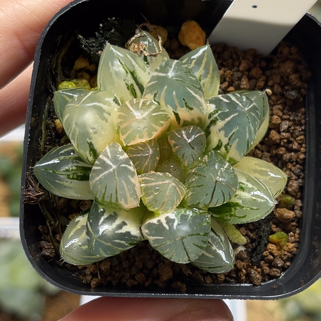 19糊斑趋势龙爪玉露锦福利专场