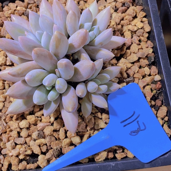 这么久不给个回应