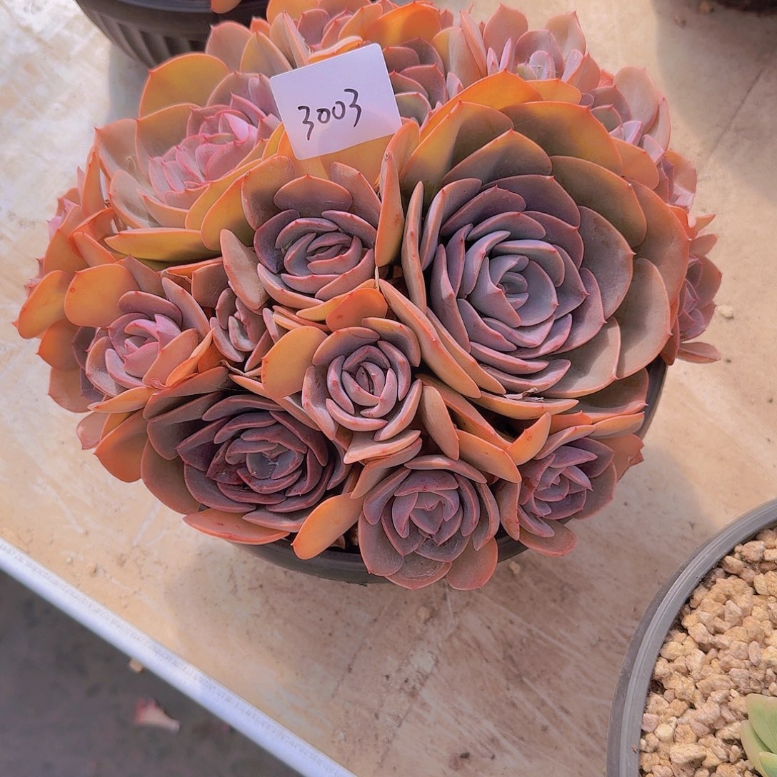 我****3003尘埃玫瑰多肉植物