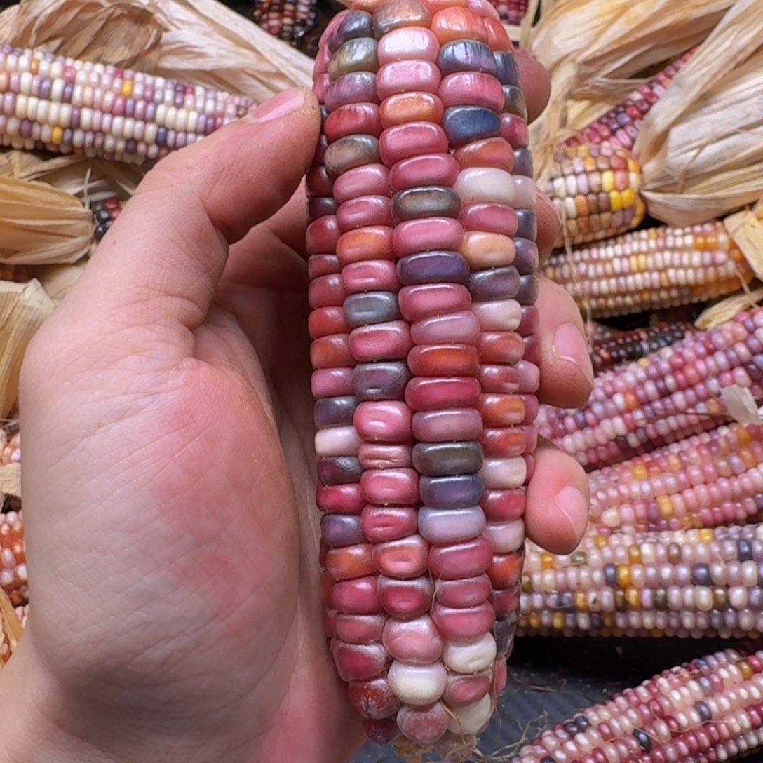 1***2柏香籽/百香籽吊坠