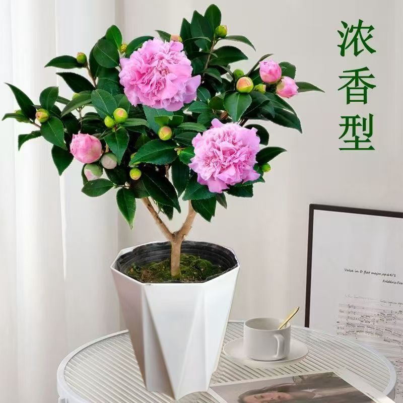 y带花苞浓香型茶花盆栽耐寒耐热适合室内外种植