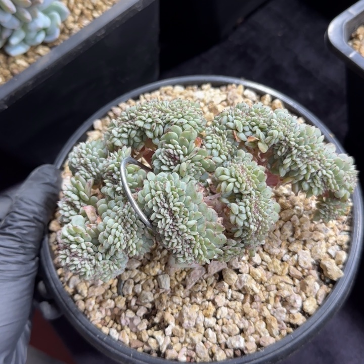 13厘米左右一物一拍的