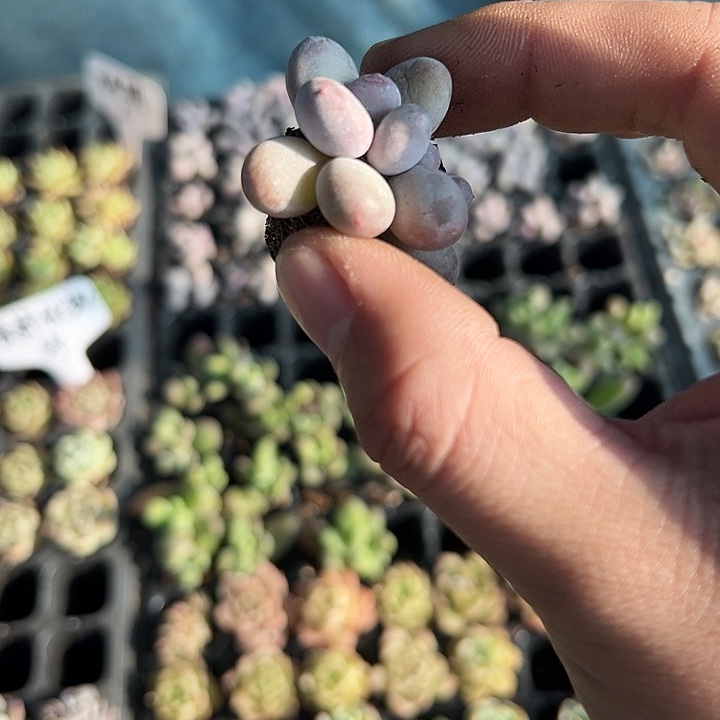 彩虹奶 满10颗包邮