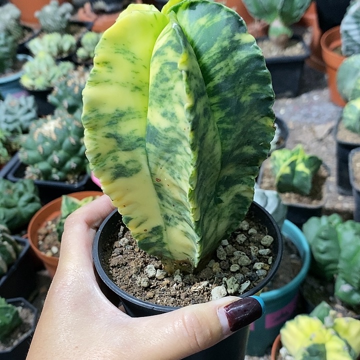 龘*花花草草花花草草