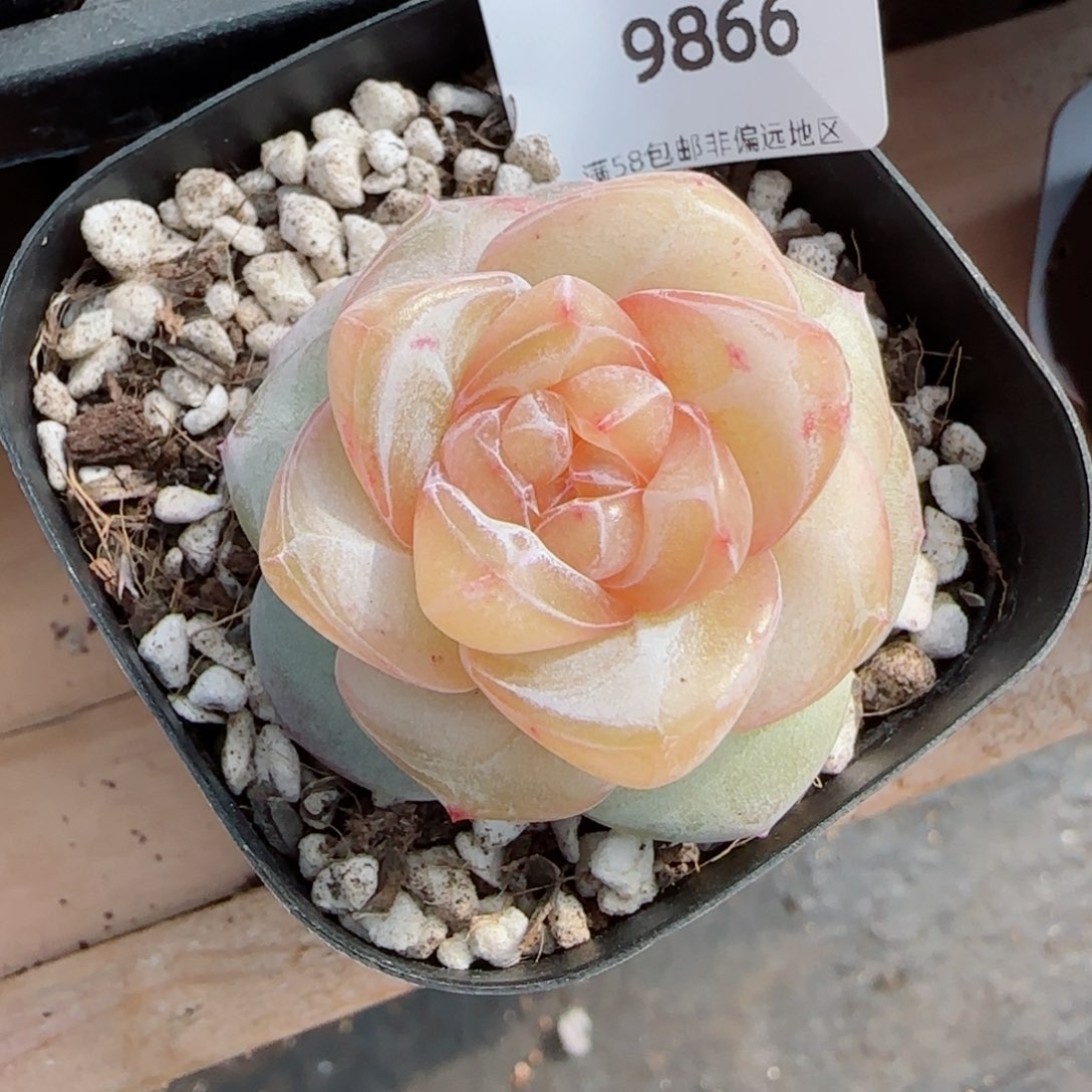 月白珍妮，9866多肉