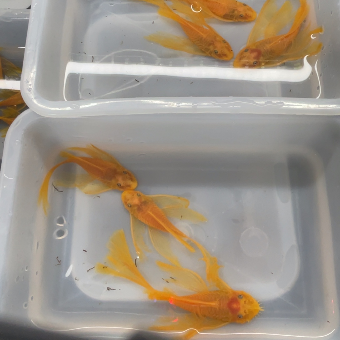 清道夫鱼大帆两公4母开箱视频报损