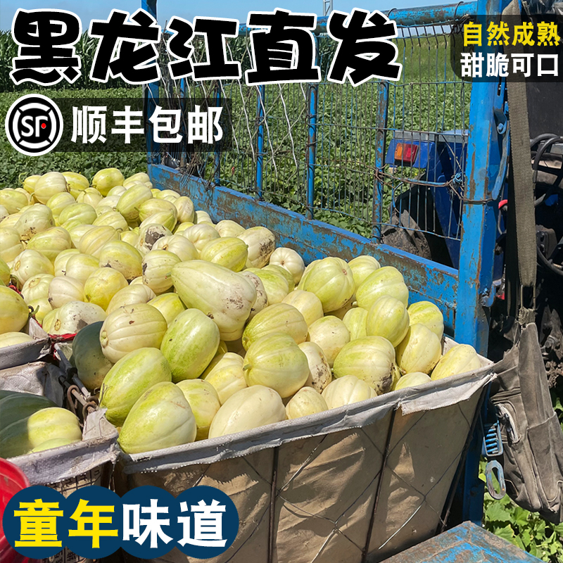 【顺丰】东北黑龙江甜香瓜新鲜水果头茬黑土地现摘白糖罐小甜瓜香瓜