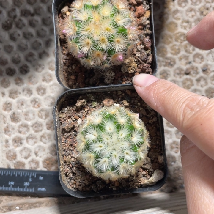 一***?实生佛头嘉文丸脱土发