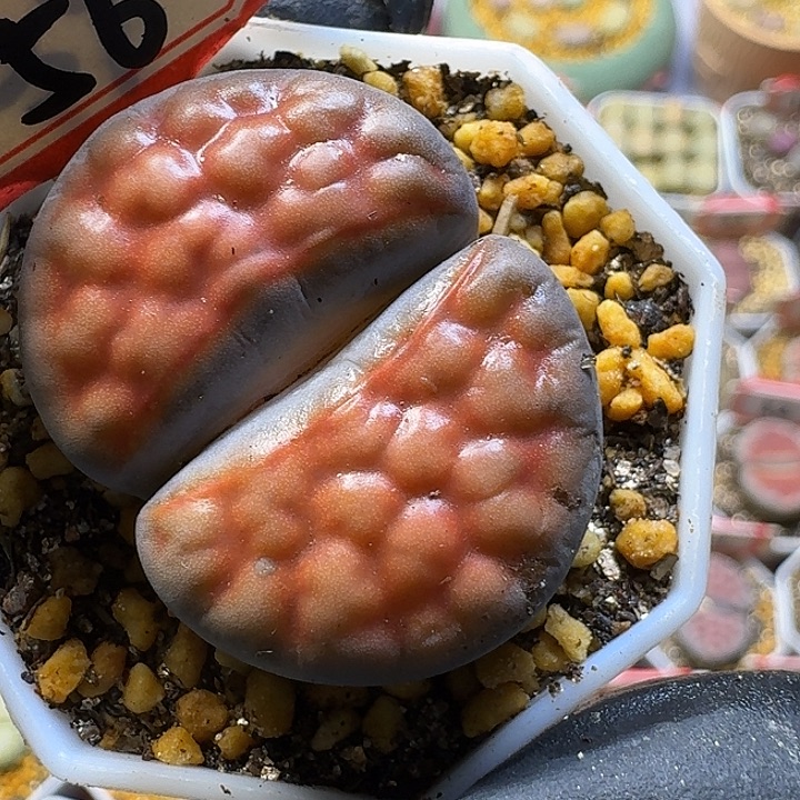 闽***队生石花111122。  195