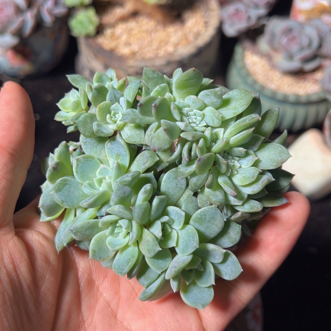 新年快乐 新年快乐