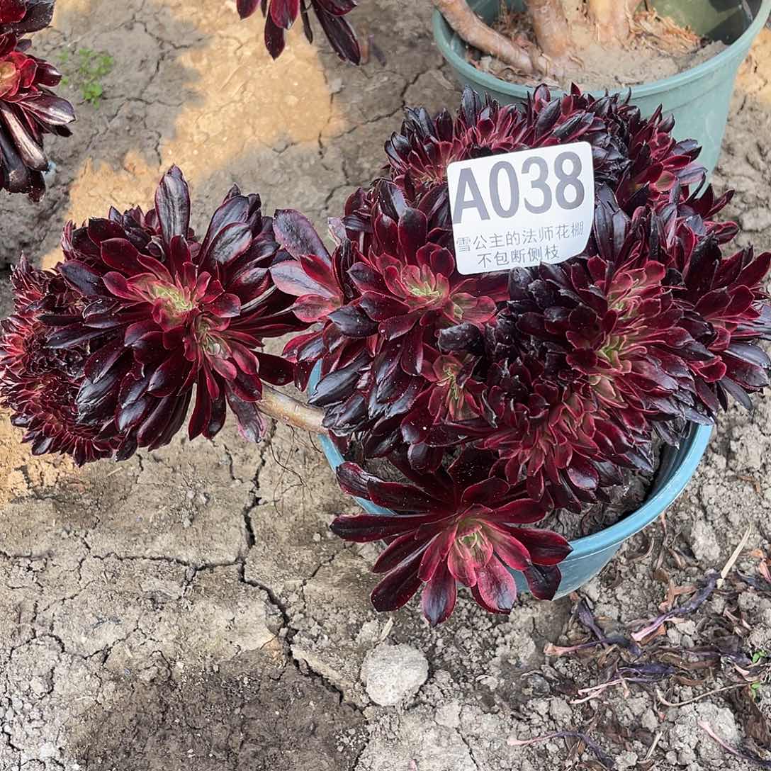 法师法师15–43包邮法师