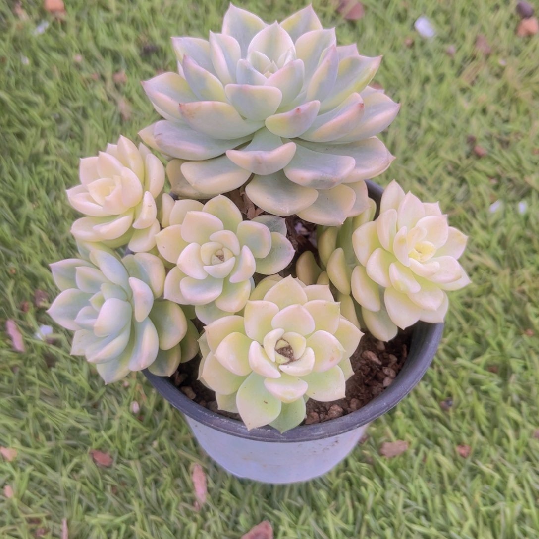 心随梦飞8888889888888