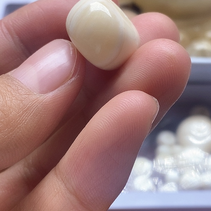 贝壳手串/手链16.5成11.7皮肉车轮朱