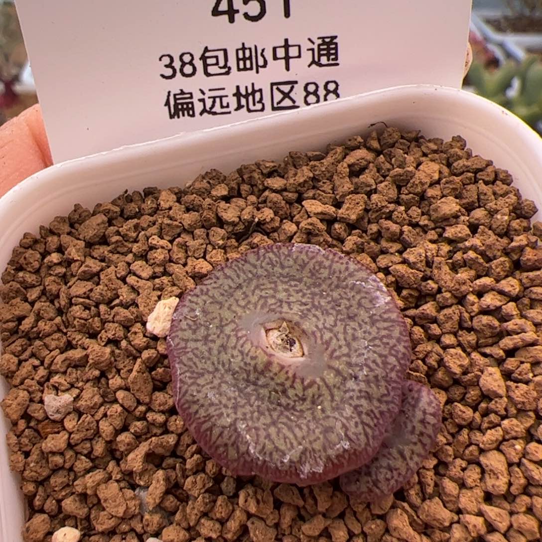 451号秘闻安贞2.10多肉