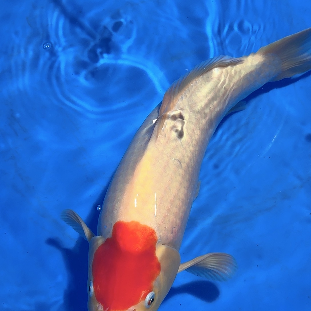 一***舟锦鲤阪井丹顶公鱼不包邮