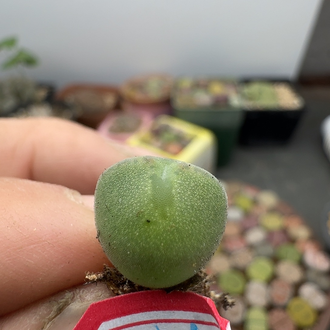 161多肉哈哈哈哈哈哈哈