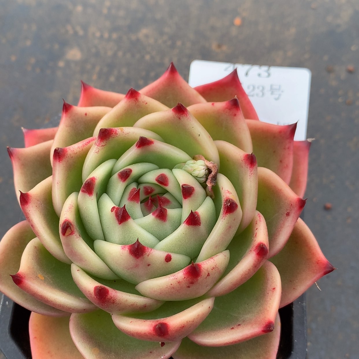 【闪购商品】云473号