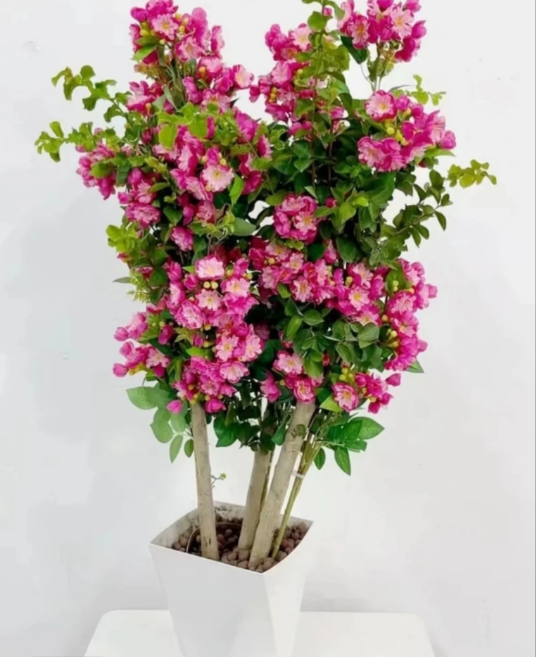 紫薇花盆栽花季带花苞发货百日红花卉阳台庭院好养盆景耐高温植物