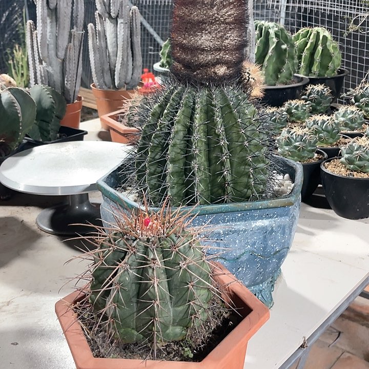 偶*仙人球仙人球开花