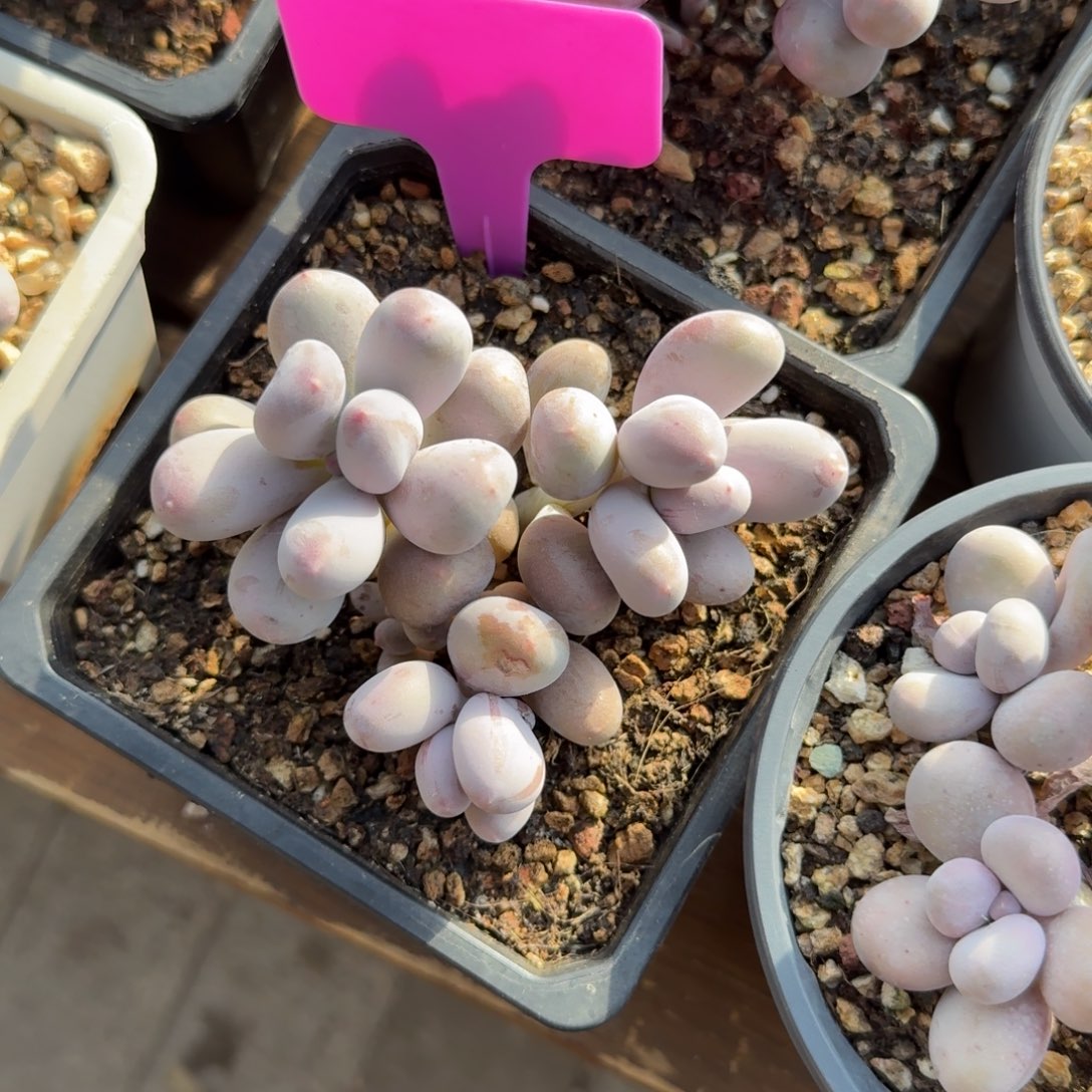 米可奶酪1111111111111111