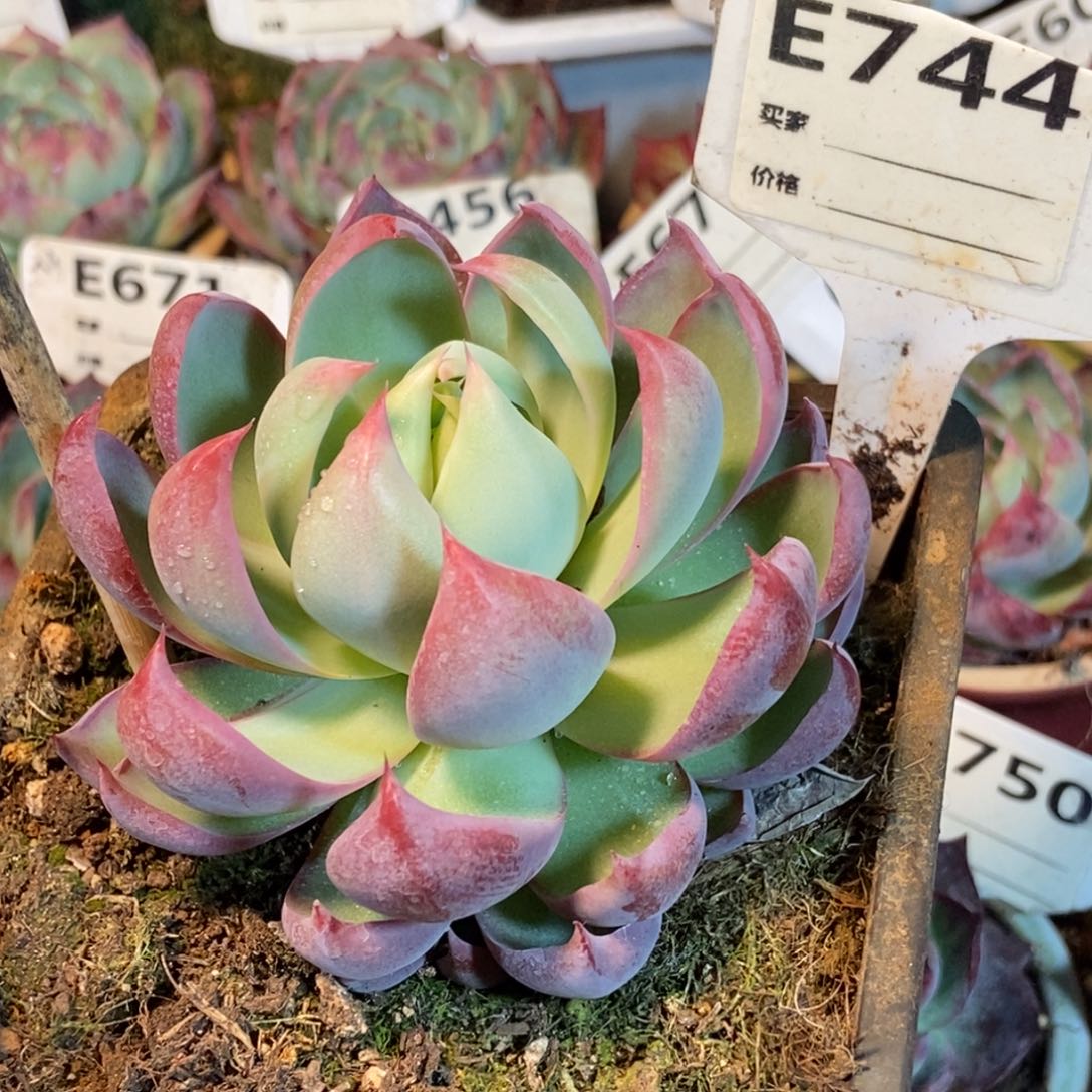 惊鸿一瞥744号楼