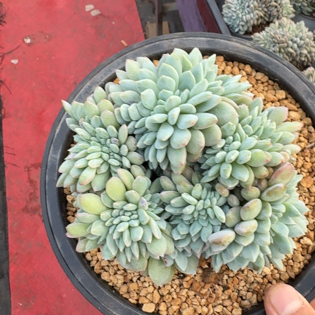 18厘米的尺寸一物一拍的