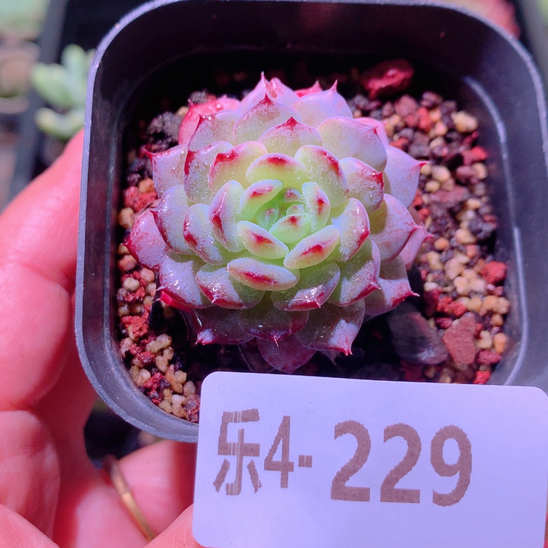 乐然4-229 新品单头 