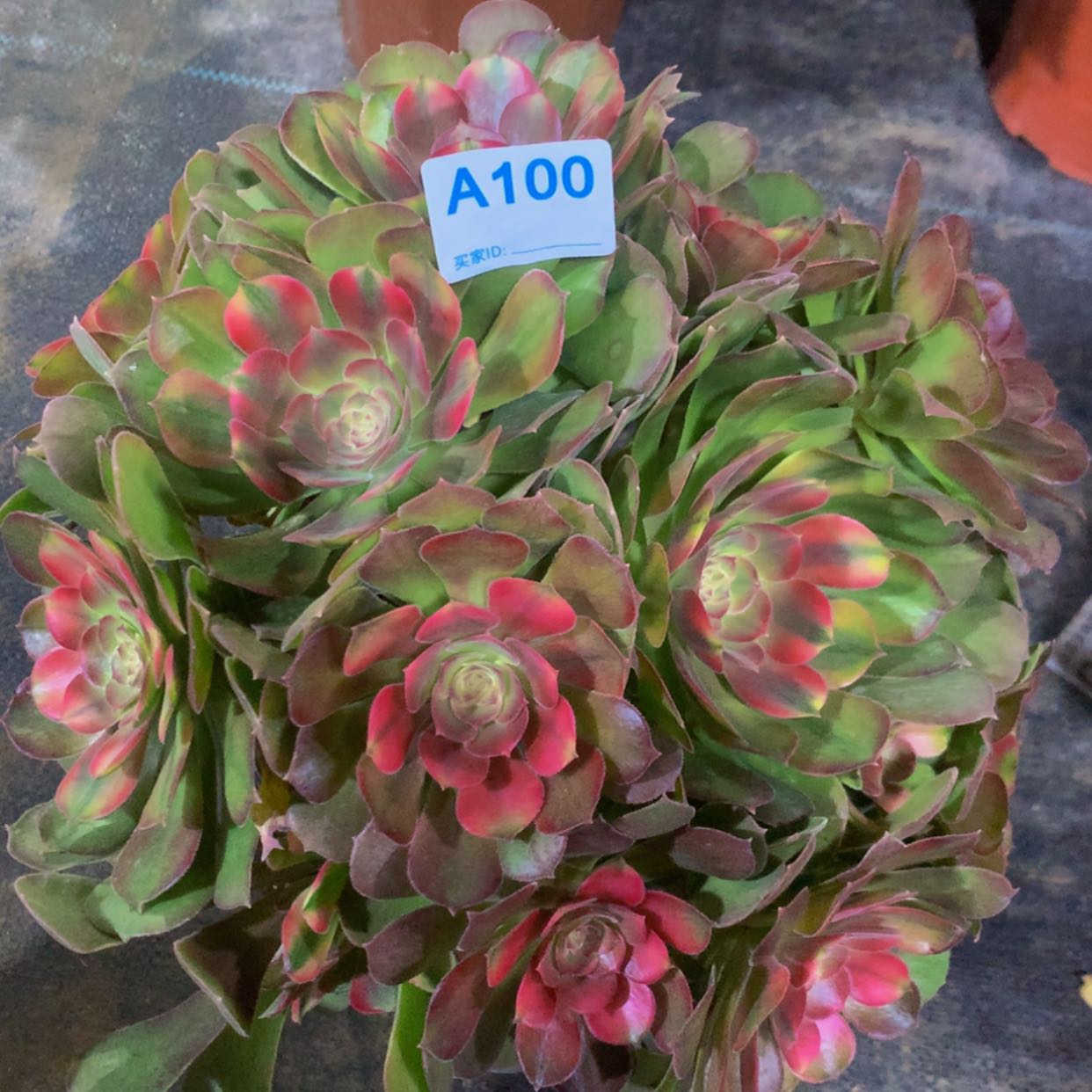 【闪购商品】100雅典娜多肉