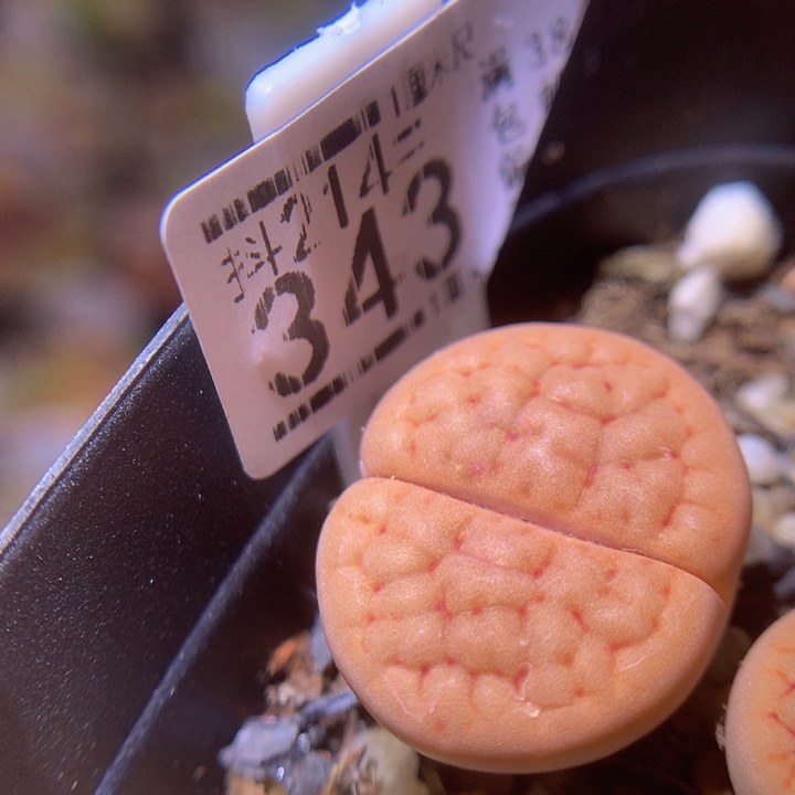 精品生石花214.343