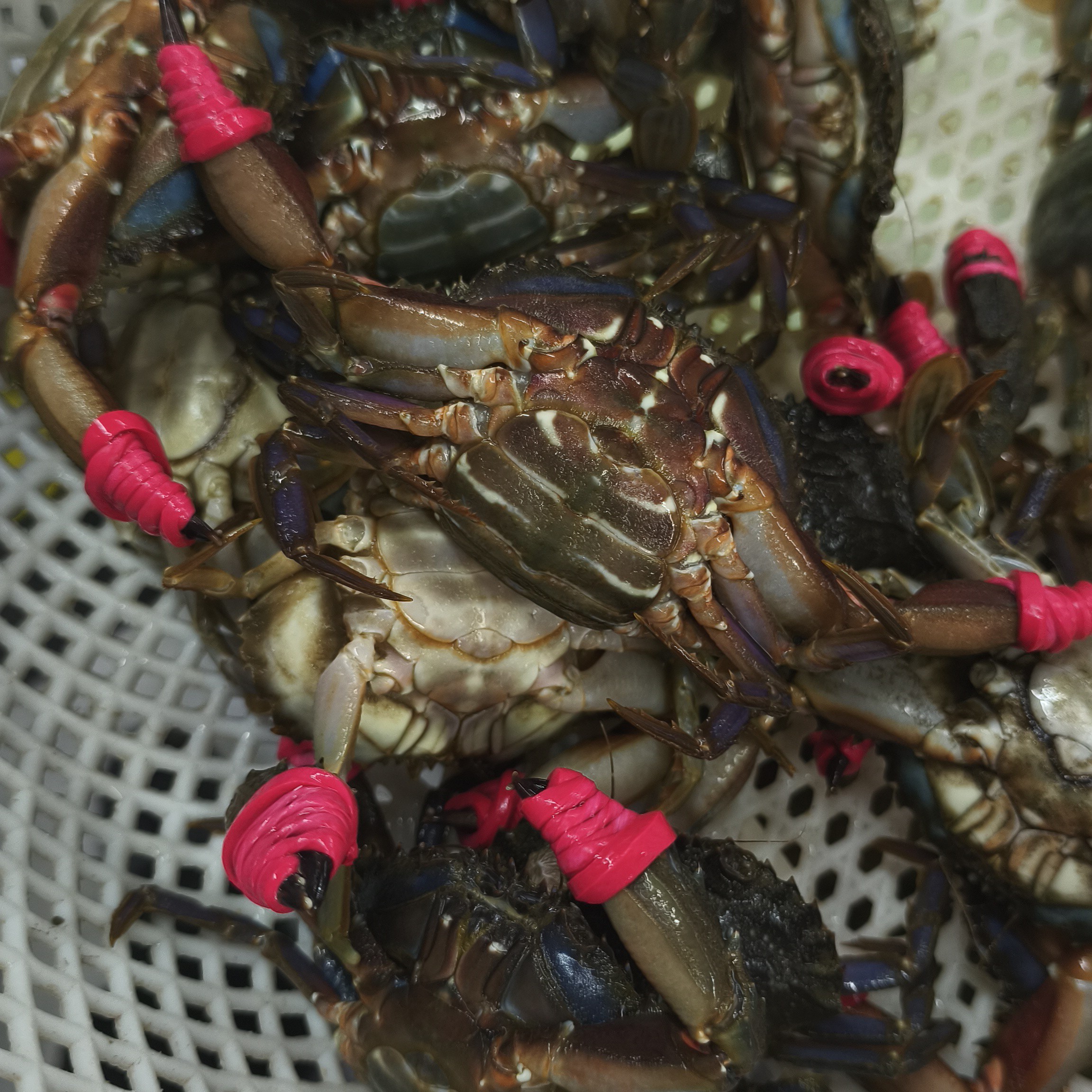 全母本海赤甲红（小时达配送到家，保鲜不保活）