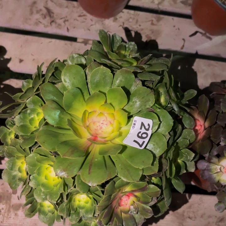 297绿体花月夜科技锦多肉植物