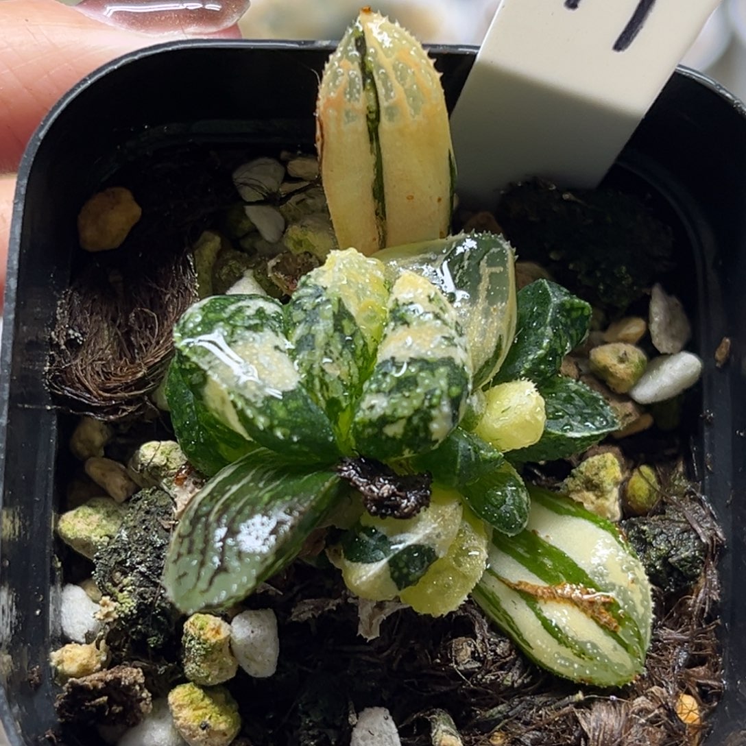 19摩多寿锦带仔福利专场