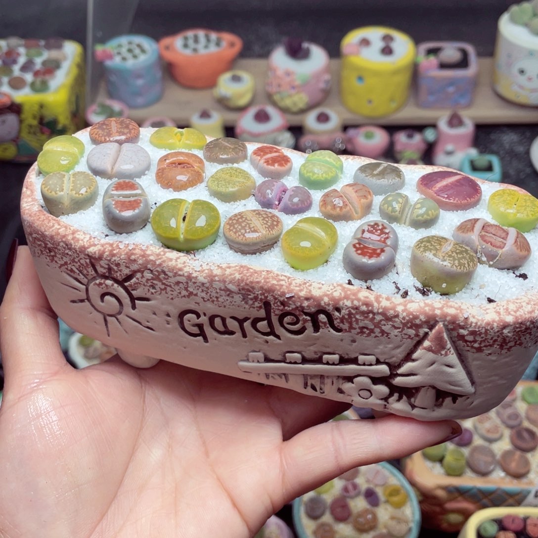 w9884 带盆土发货-零下地区拍保温箱