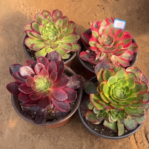 077多肉植物组合