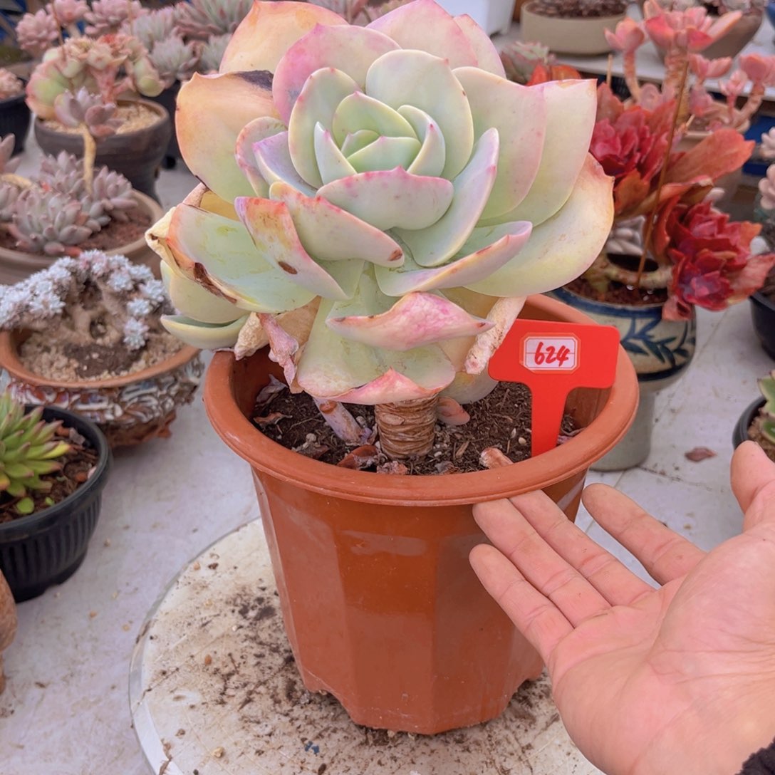 白凤624多肉植物