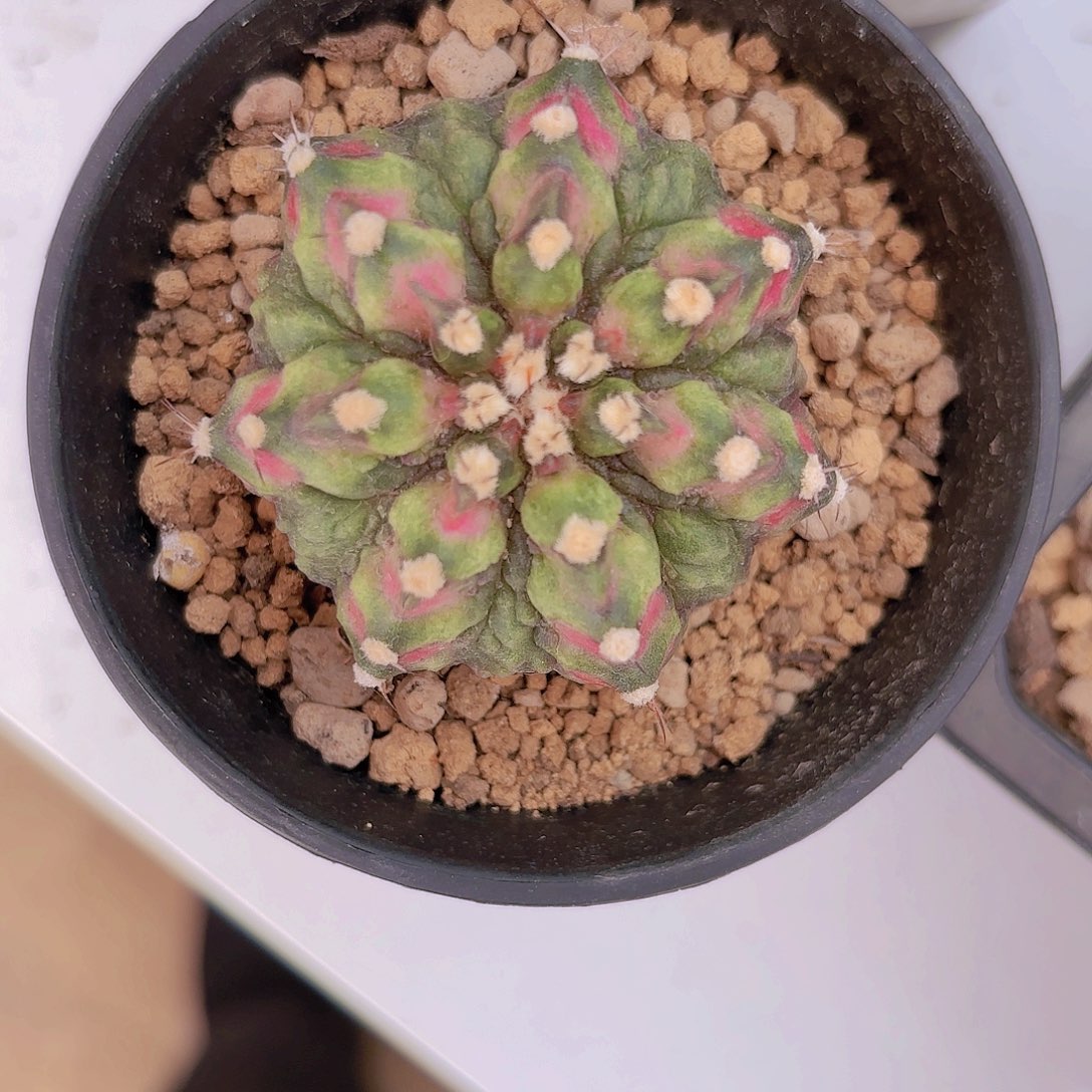 泰系实生海神仙人球8号