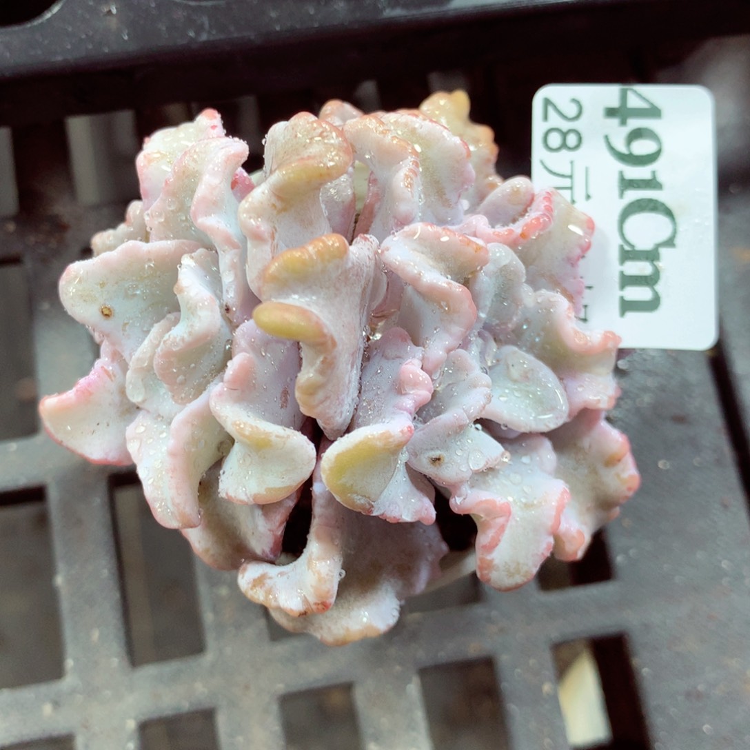 5厘米盆精控多肉491