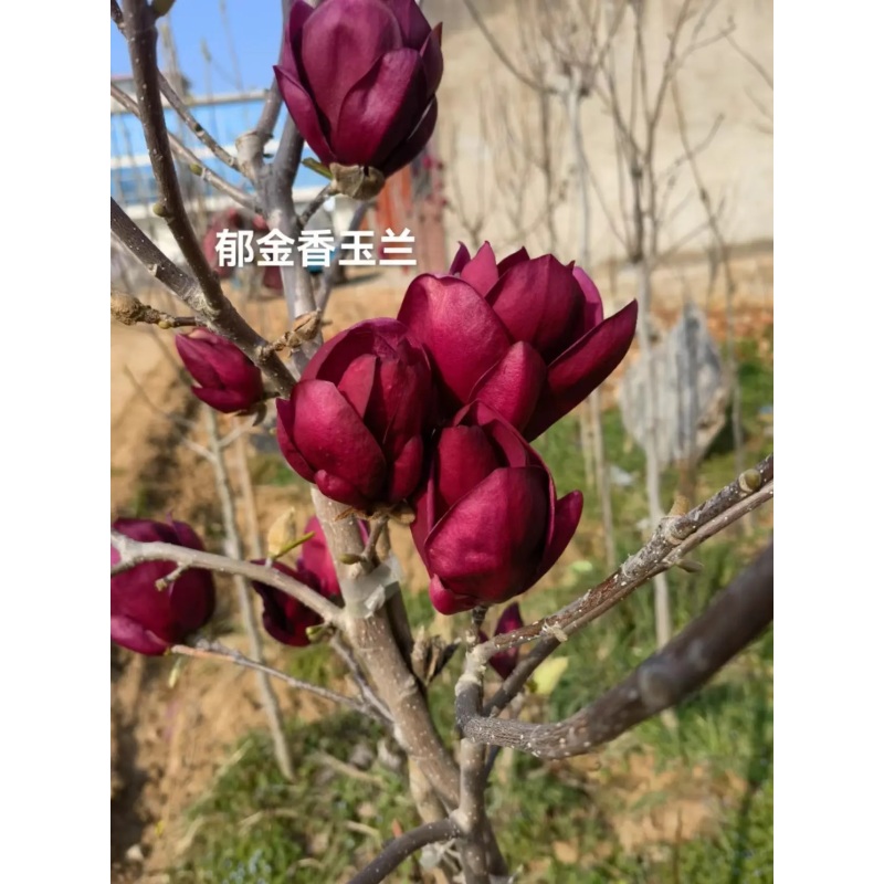 中国红国旗红郁金香花卉盆栽绿植带花苞花卉室外玉兰花三季花期