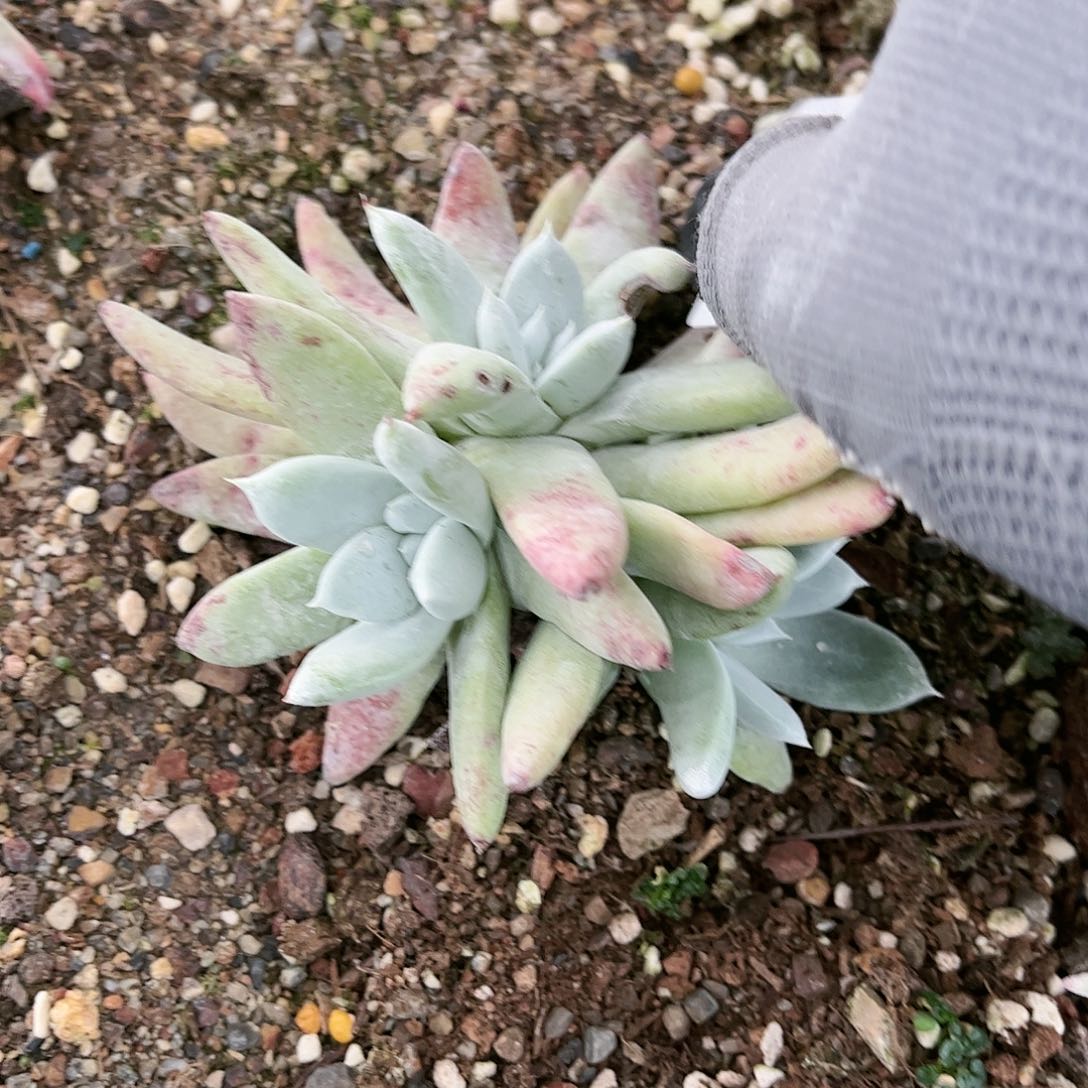 妮*@9343帕翠啥仙女杯多肉