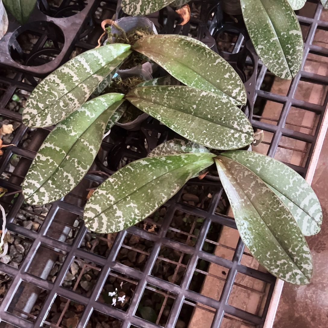 福***姐不开花植物百花蝴蝶2.5