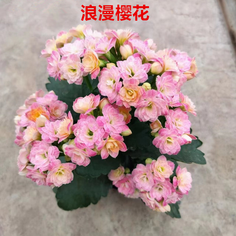 长寿花【浪漫樱花 11cm盆】重瓣大花0℃地区请拍保温，不拍冻坏不赔