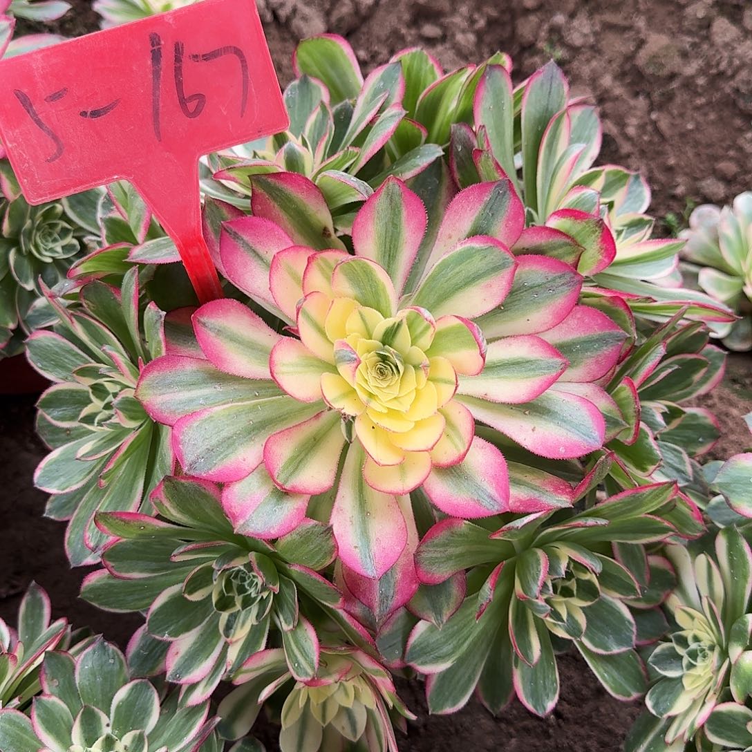 5-167海仙多肉法师