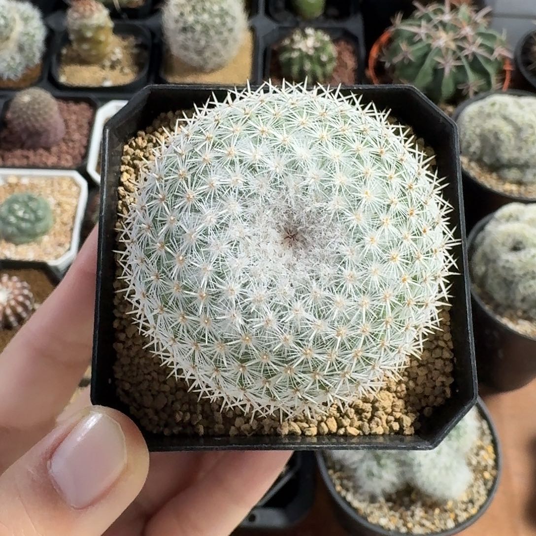 希望丸仙人球12345