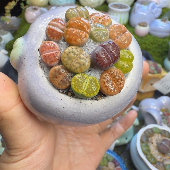 多肉植物开播福利冲1131