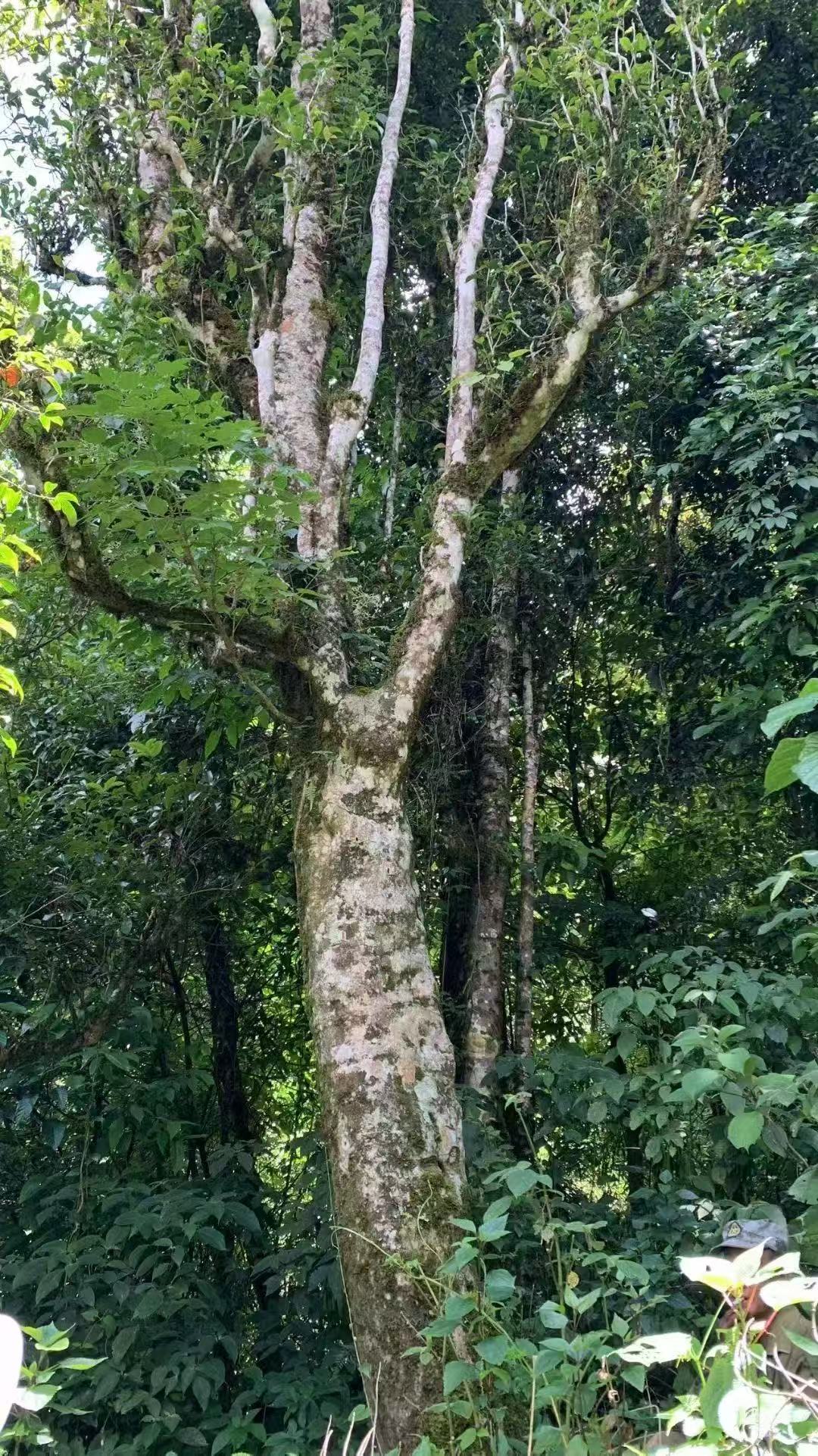 2022年  旧村古树 200克  普洱生茶  拍一发二